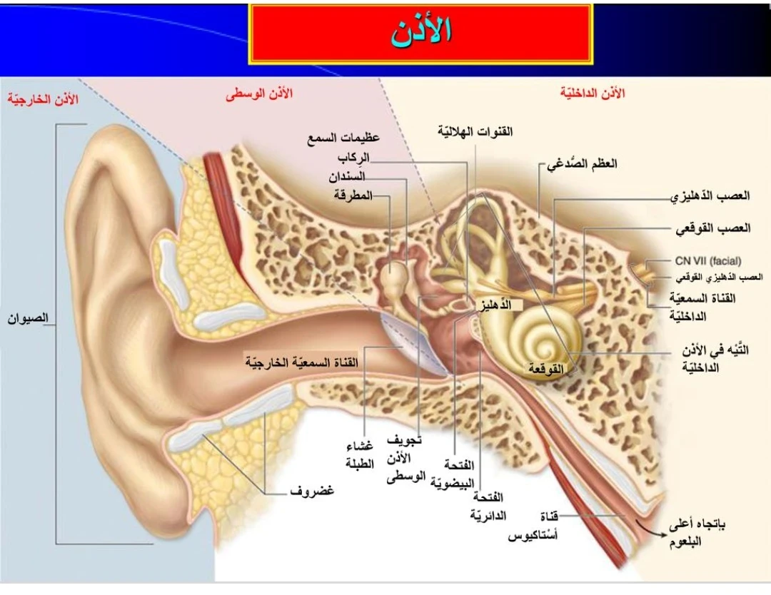 image about تركيب الأذن وآليه السمع عند الإنسان