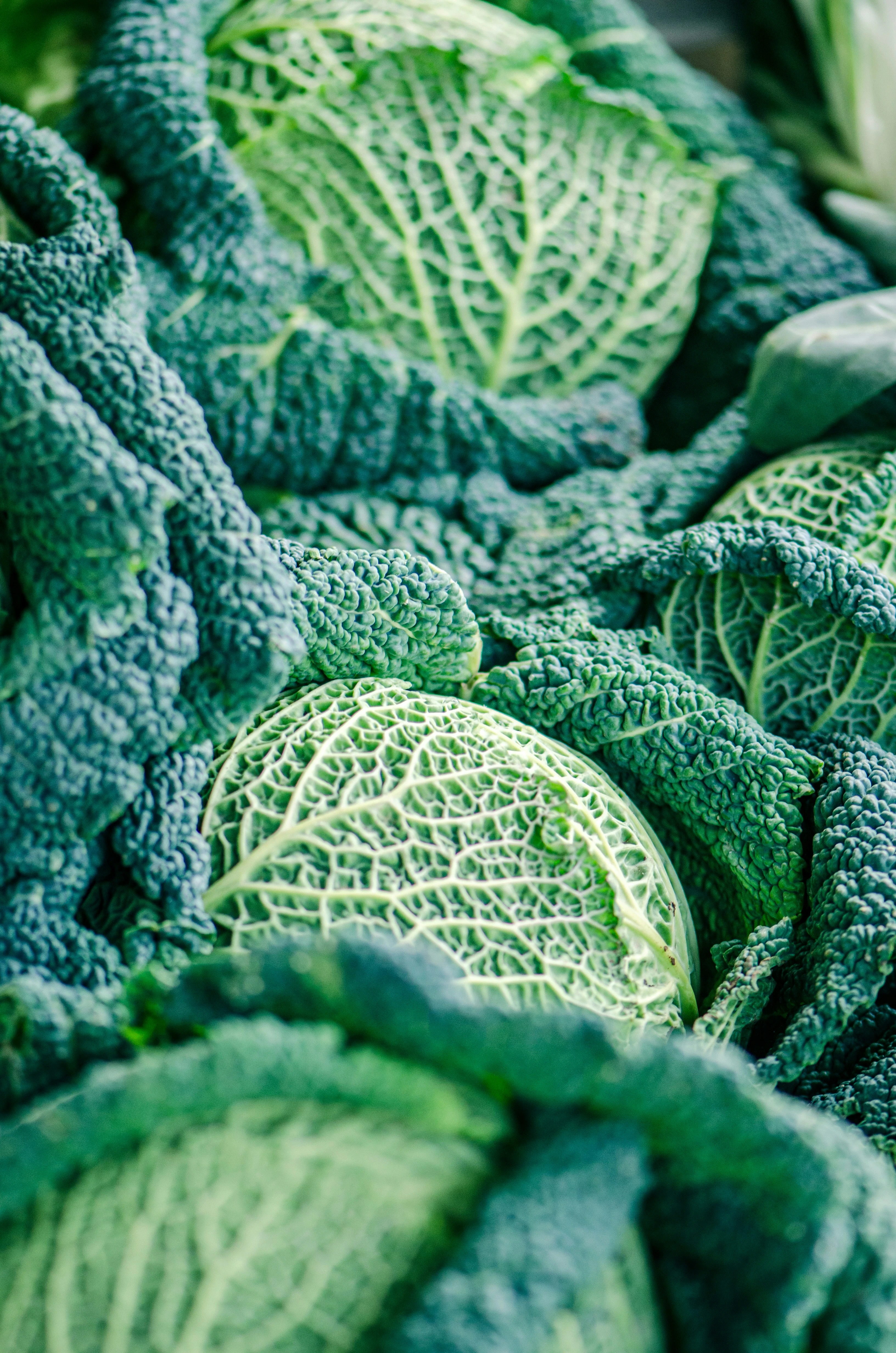image about الملفوف الأخضر (الكرنب) Green cabbage (kohlrabi)