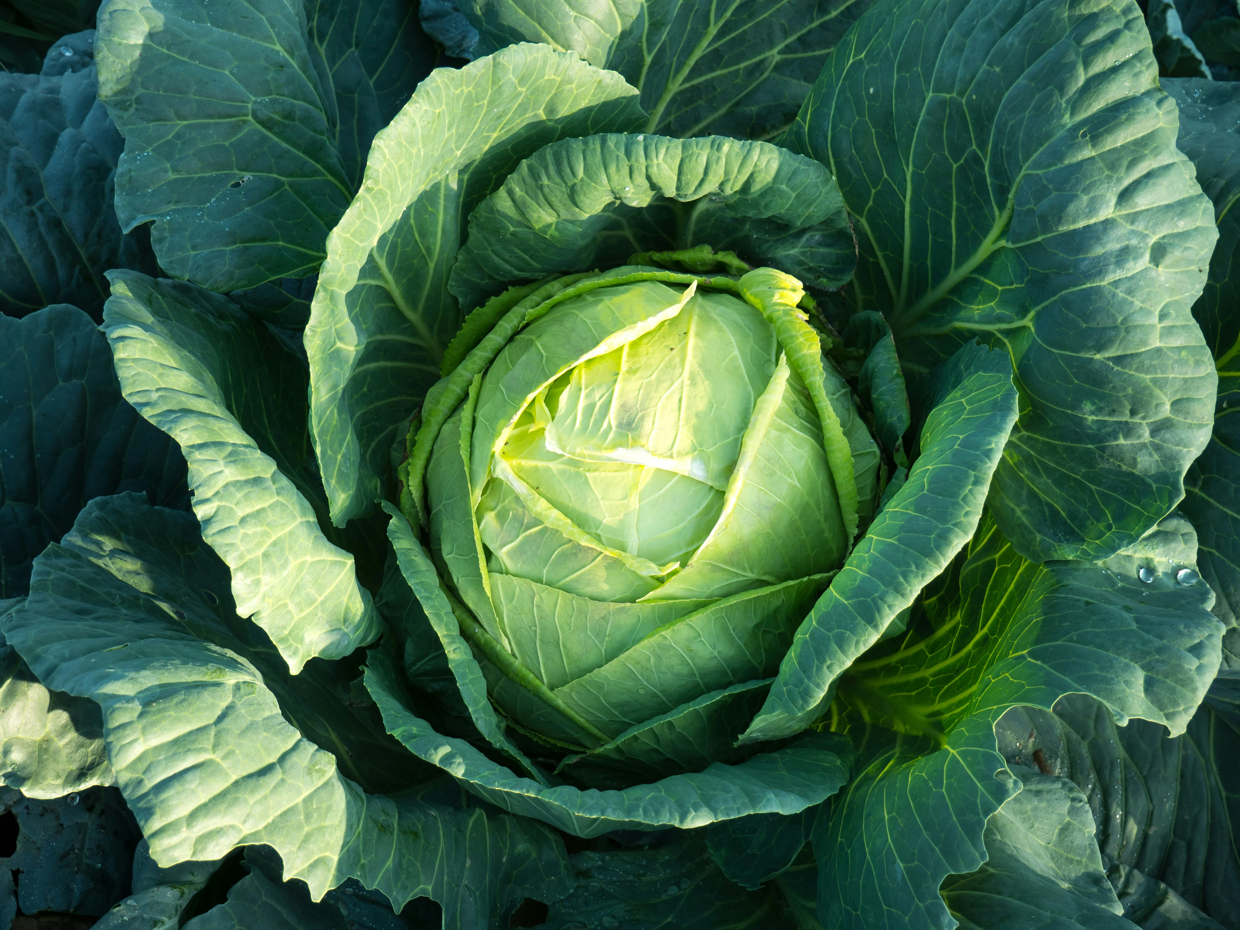 image about الملفوف الأخضر (الكرنب) Green cabbage (kohlrabi)