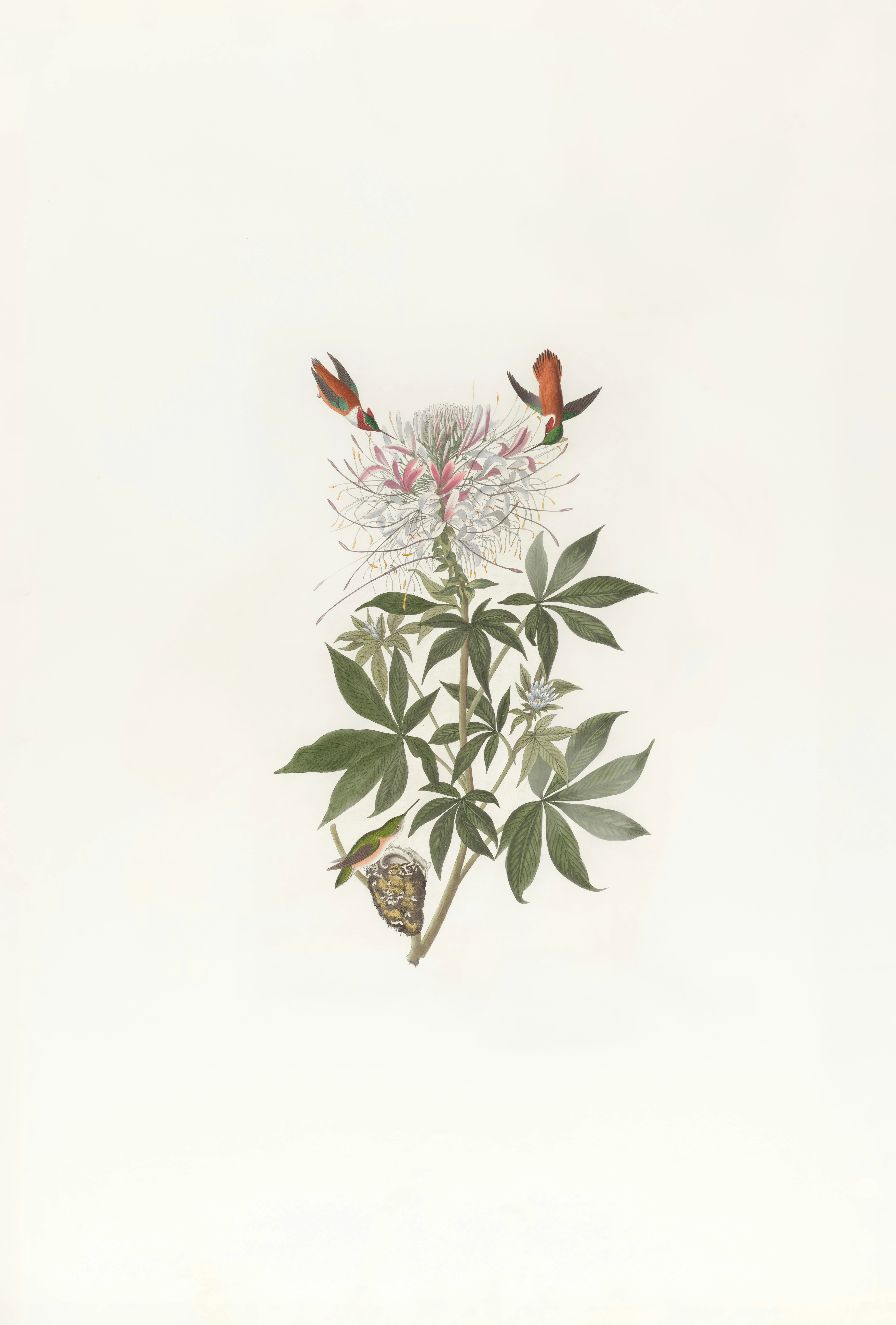 image about العيفقان: أكثر من مجرد عشبة؛ القوة العلاجية والغذائية لـ (Cleome gynandra)