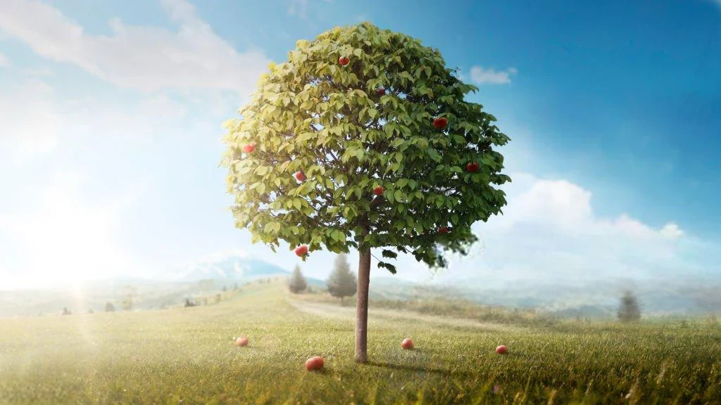 image about ماذا تعرف عن شجرة التفاح ؟ 
