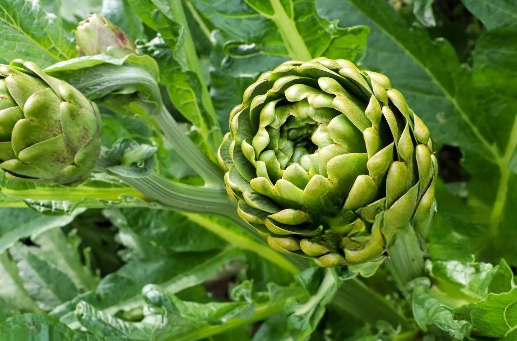 image about الخرشوف (Cynara cardunculus): التحليل العلمي للخصائص العلاجية ومضادات الأكسدة القوية