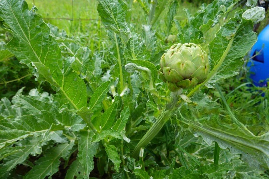 image about الخرشوف (Cynara cardunculus): التحليل العلمي للخصائص العلاجية ومضادات الأكسدة القوية