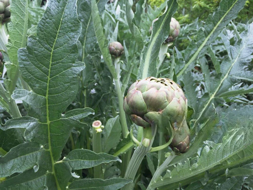 image about الخرشوف (Cynara cardunculus): التحليل العلمي للخصائص العلاجية ومضادات الأكسدة القوية