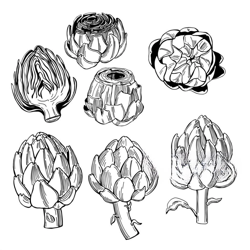 image about الخرشوف (Cynara cardunculus): التحليل العلمي للخصائص العلاجية ومضادات الأكسدة القوية