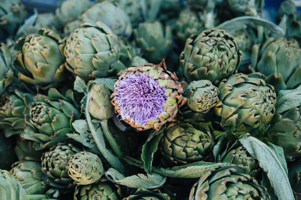 image about الخرشوف (Cynara cardunculus): التحليل العلمي للخصائص العلاجية ومضادات الأكسدة القوية