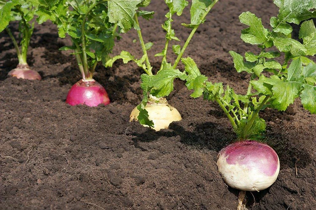 image about ما هي فوائد اللفت (What are the benefits of turnip) ؟