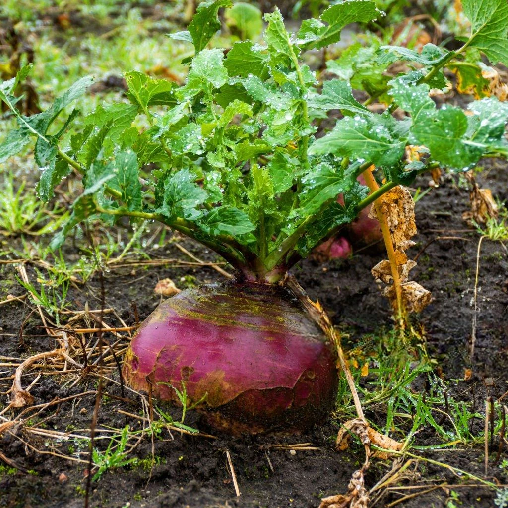 image about ما هي فوائد اللفت (What are the benefits of turnip) ؟