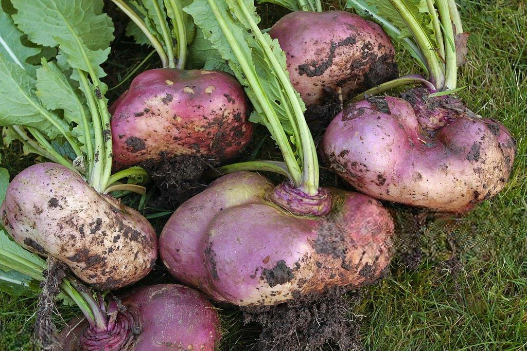 image about ما هي فوائد اللفت (What are the benefits of turnip) ؟