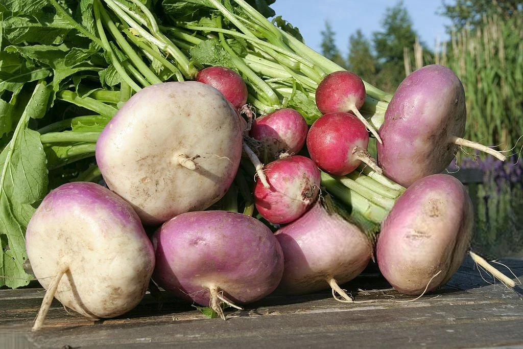 image about ما هي فوائد اللفت (What are the benefits of turnip) ؟