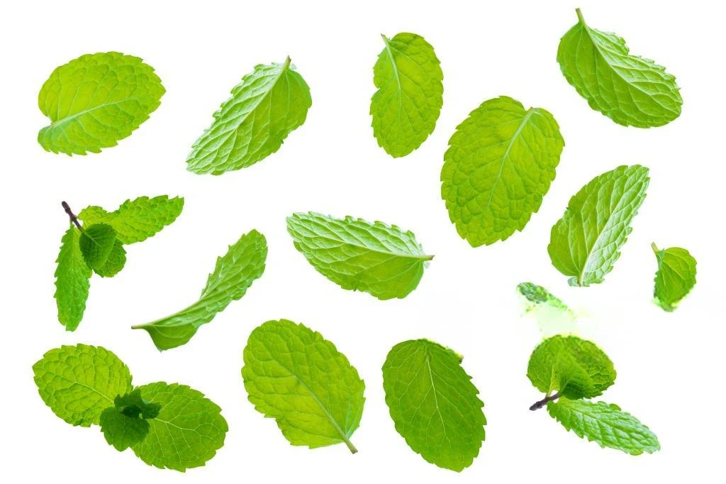 image about أسرار النعناع: الكيمياء النباتية، الفوائد الصحية، ودوره الاقتصادي في العالم