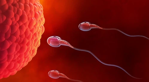 image about طفل الأنبوب والحقن المجهري: الأمل في الإنجاب وعلاج العقم 