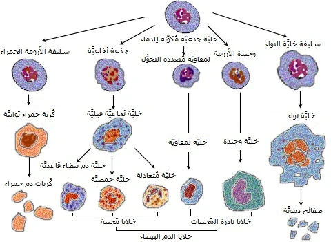 image about كل ما تريد معرفته عن الجنود المجهولة فى جسدك