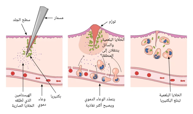 image about كل ما تريد معرفته عن الجنود المجهولة فى جسدك