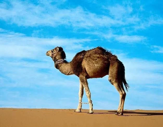 image about وفي الأرض آيات للموقنين وفي أنفسكم أفلا تبصرون ؟!
