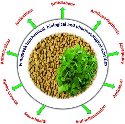 image about كل ما تريد معرفته عن بذرة الحلبة وفوائدها