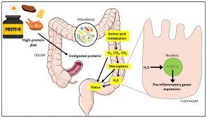 image about The Microbiome Revolution: How Gut Bacteria Shape Human Health