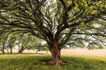 image about الشجرة اللي ما بتقعش: درس عن الثبات ومواجهة الصعاب 🌳