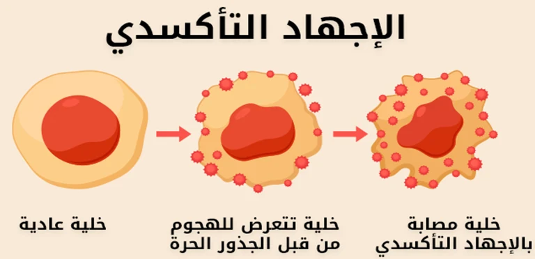 image about مضادات الأكسدة وأهميتها للصحة العامة (جزء 1)