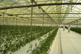 image about المشاريع الصناعية والزراعية: بناء مستقبل مستدام للاقتصاد والتنمية