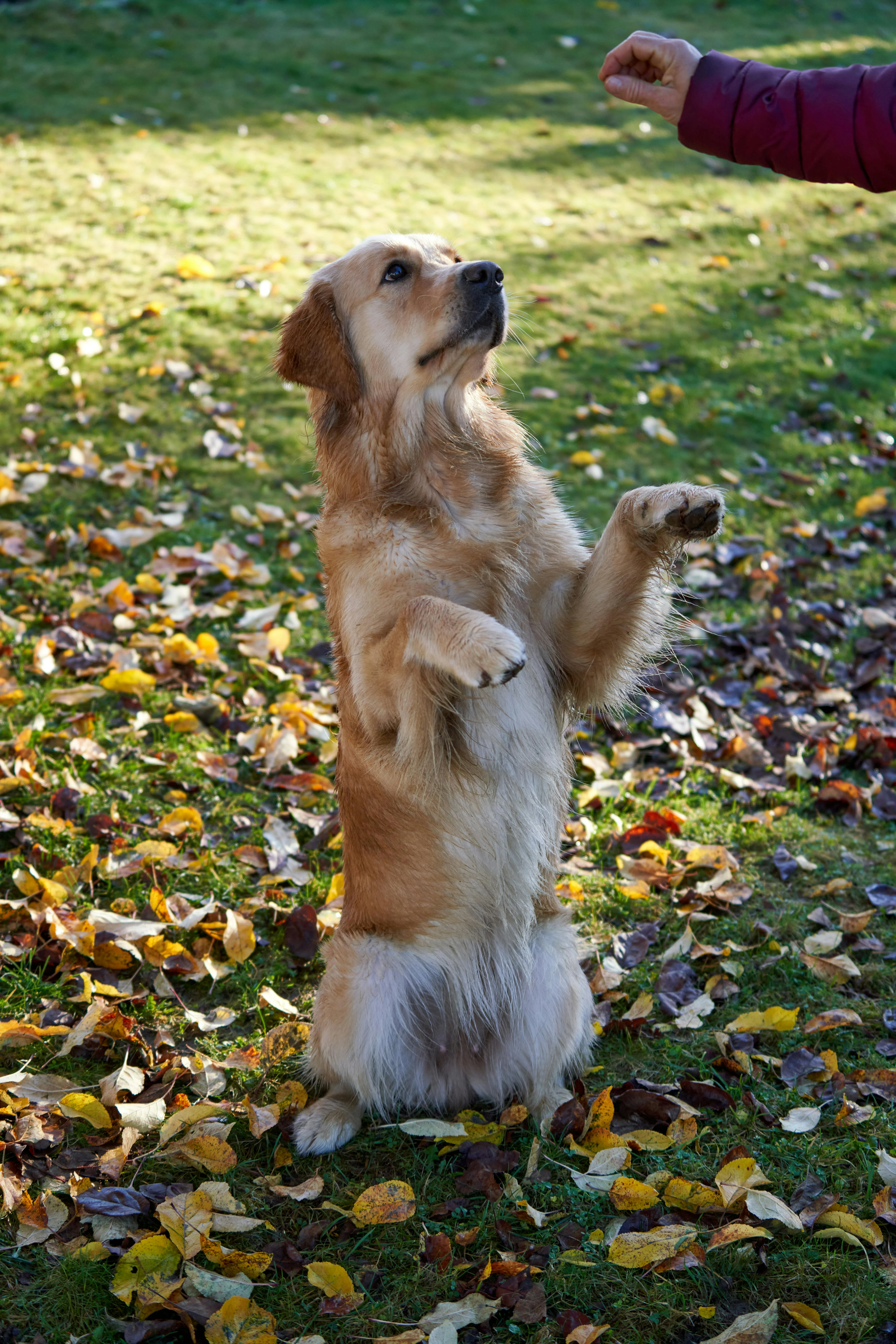 image about Golden Retriever Training Guide: From Basics to Advanced Obedience