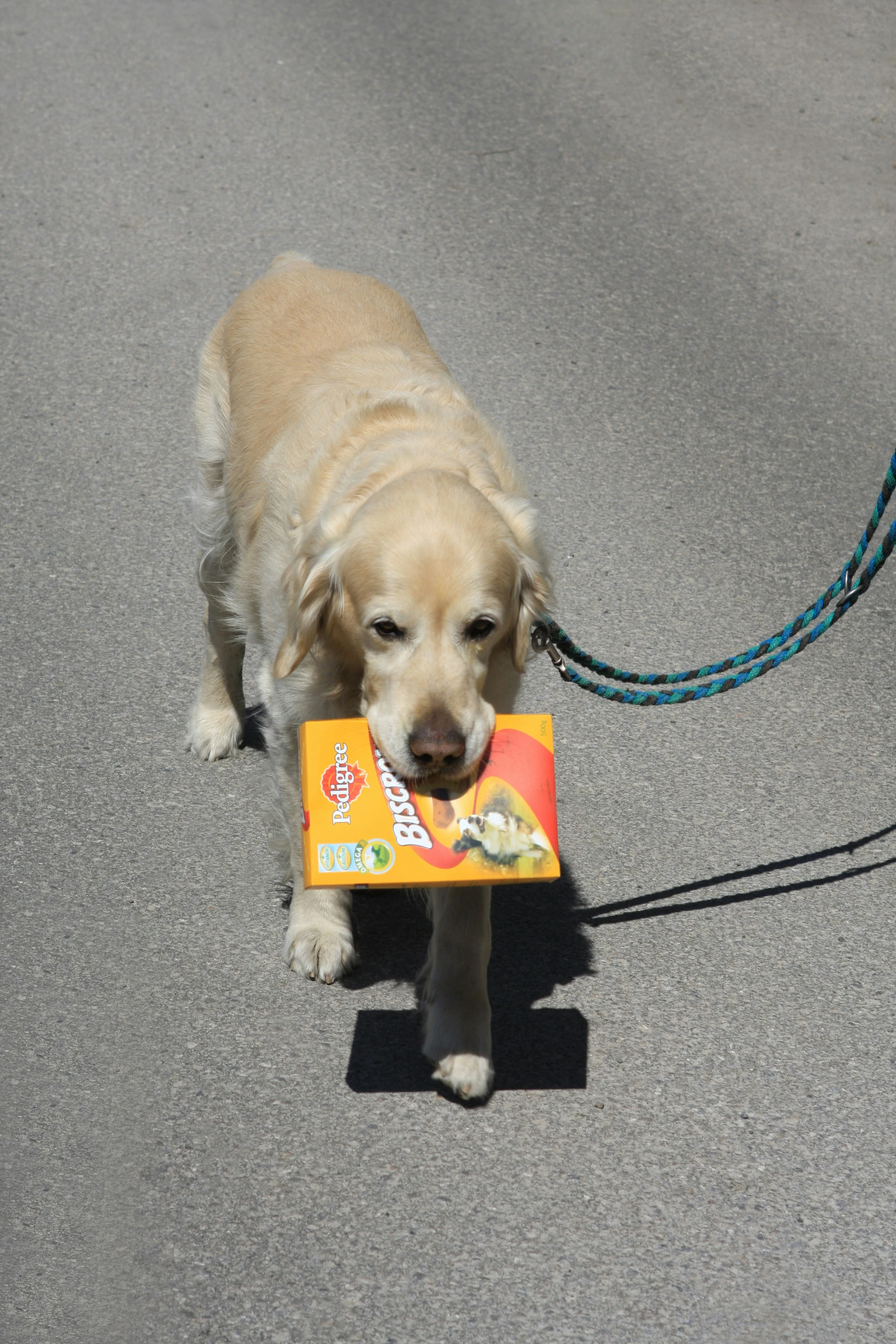 image about Golden Retriever Training Guide: From Basics to Advanced Obedience