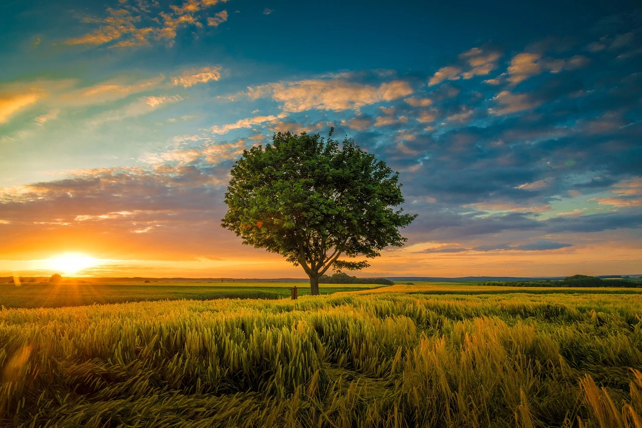 image about الغطاء النباتي أنواعه والعوامل المؤثرة فيه وكيفية المحافظة عليه