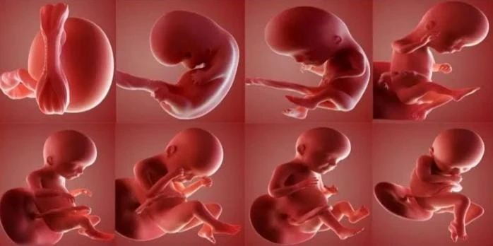 image about عناق الحياة الأول: ولادة تروي قصة الصحة الإنجابية