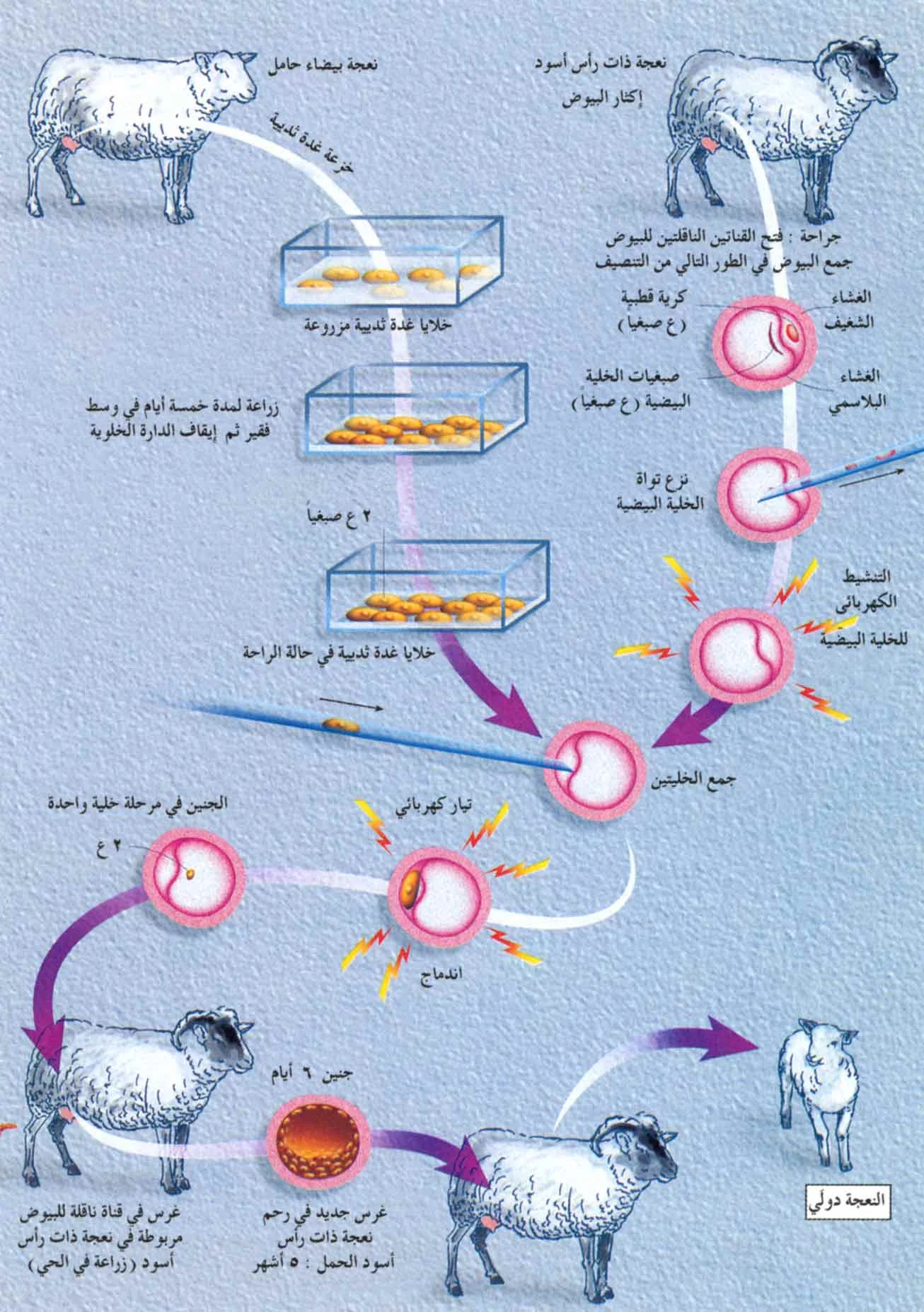 image about الإستنساخ البغيض ومخاطره