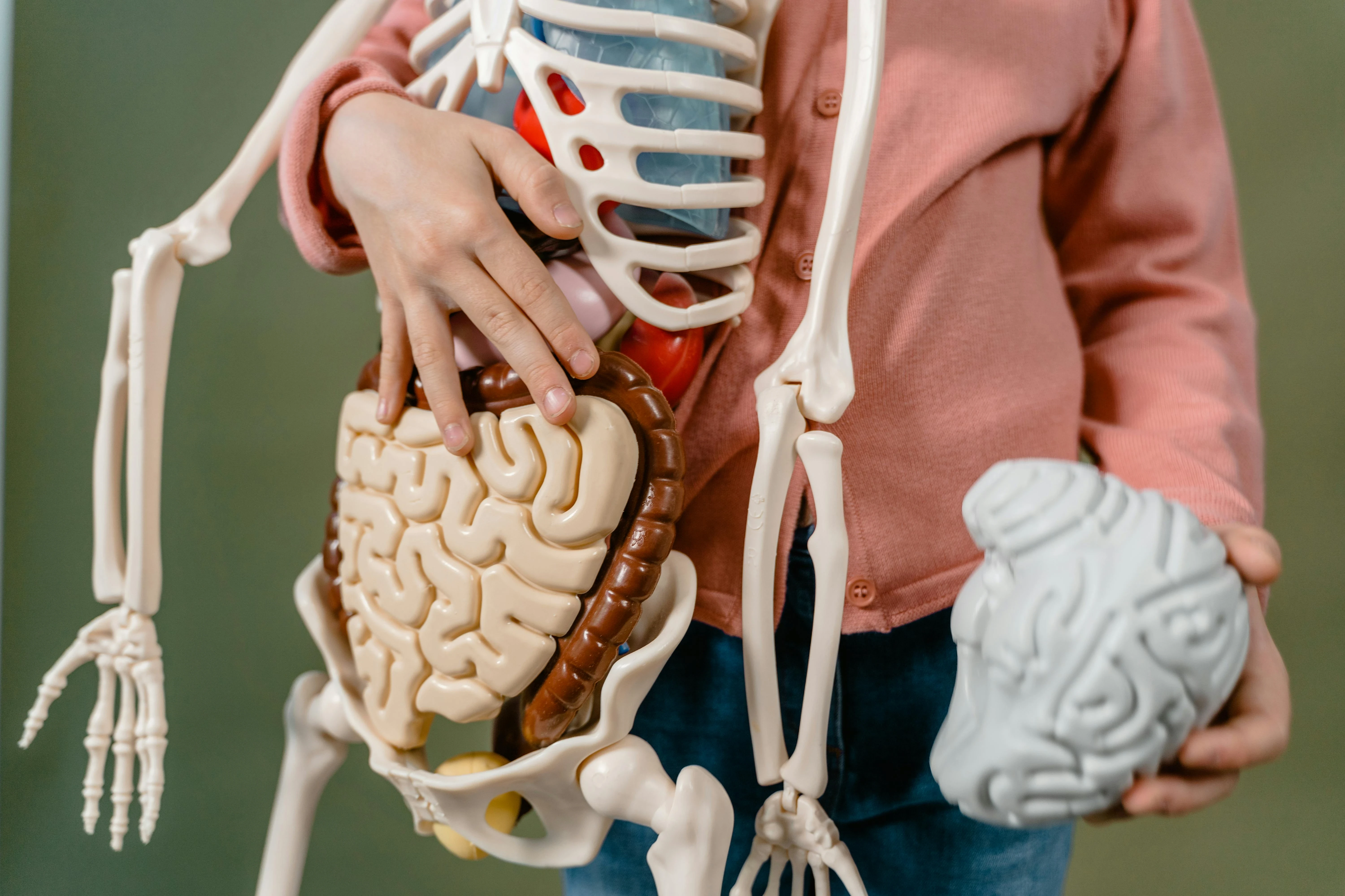 image about تجارة الأعضاء البشرية : جريمة تهدد الإنسانية