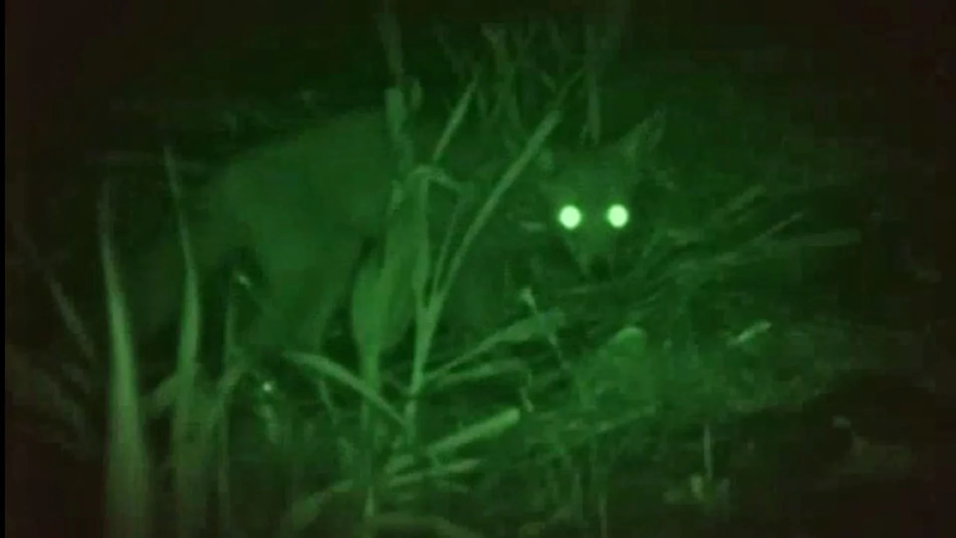 image about أسطورة السلعوة بين الحقيقة والخيال: كيف تناولها برنامج Destination Truth الأمريكي؟