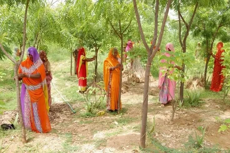 image about من مأساة شخصية إلى نهضة جماعية: قصة القرية التي تُزهر مع كل بنت