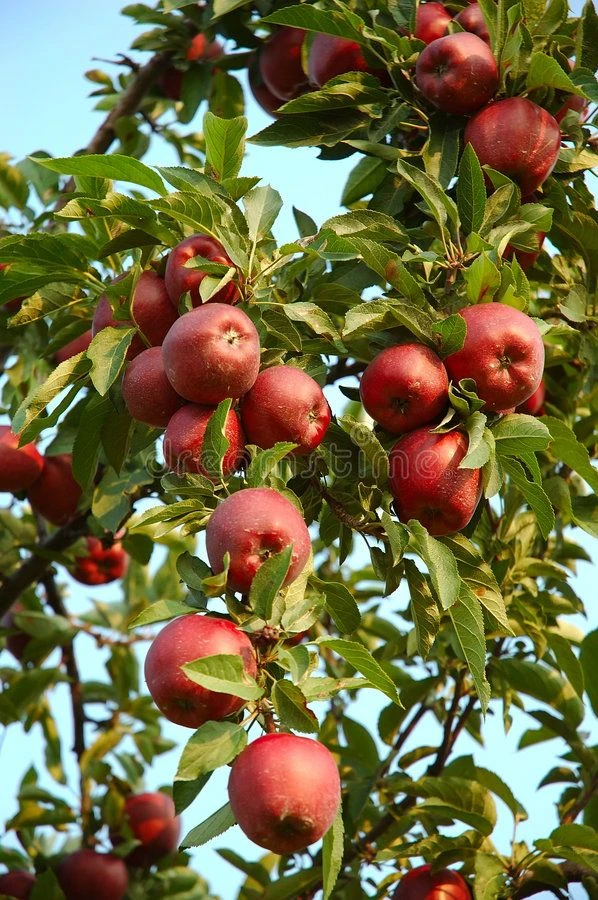 image about كيفية زراعة التفاح خطوة بخطوة للحصول على إنتاج وفير