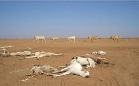 image about التغيرات المناخية 2025: أسبابها وتأثيرها على حياتنا وكيف نواجهها