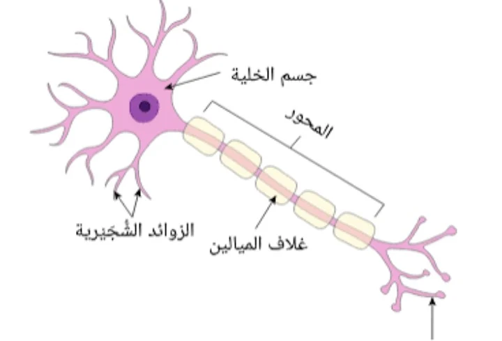 image about كيف يعمل المخ وما علاقه المخ بالصحه النفسيه من كتاب فهم الأمراض النفسيه منطقيا للمؤلف دين بيرنت 