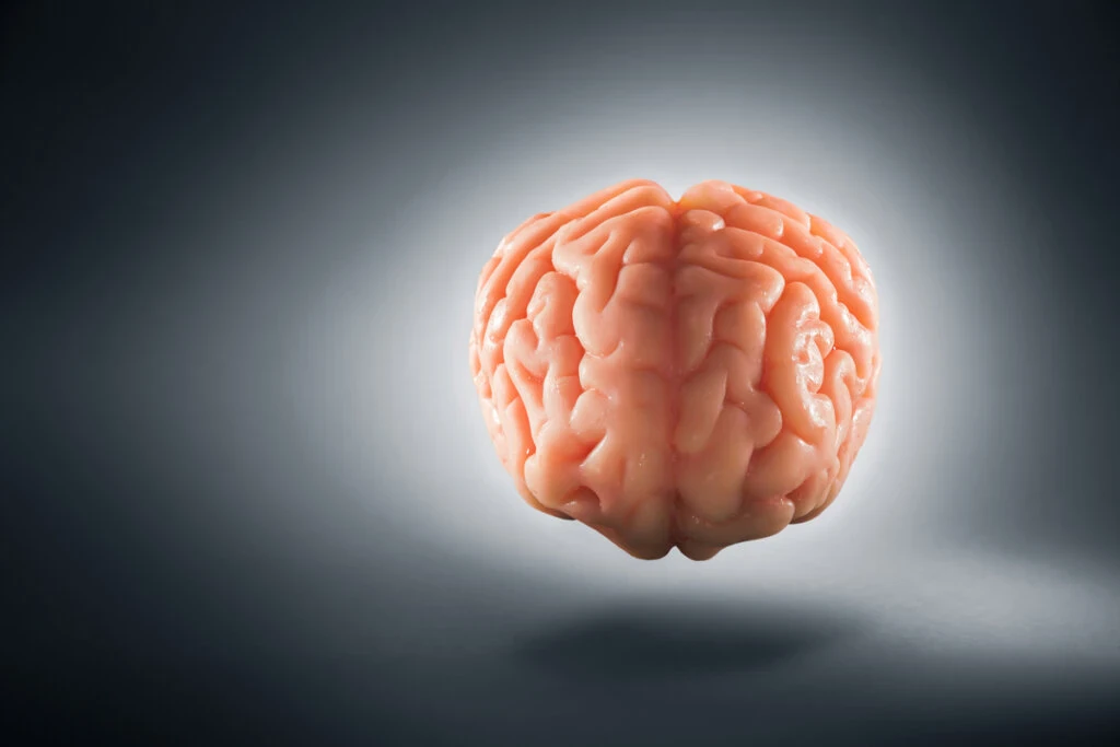 image about يغلق الدماغ بعد 10 دقائق من موت الجسد