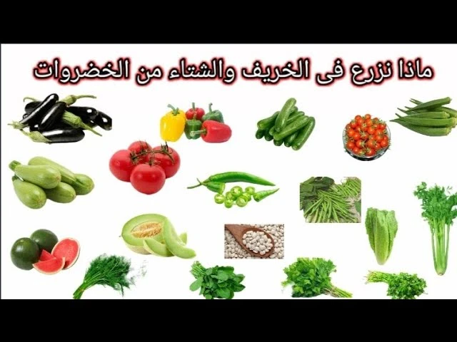 image about زراعة الخضروات في فصل الخريف  Planting vegetables in the fall