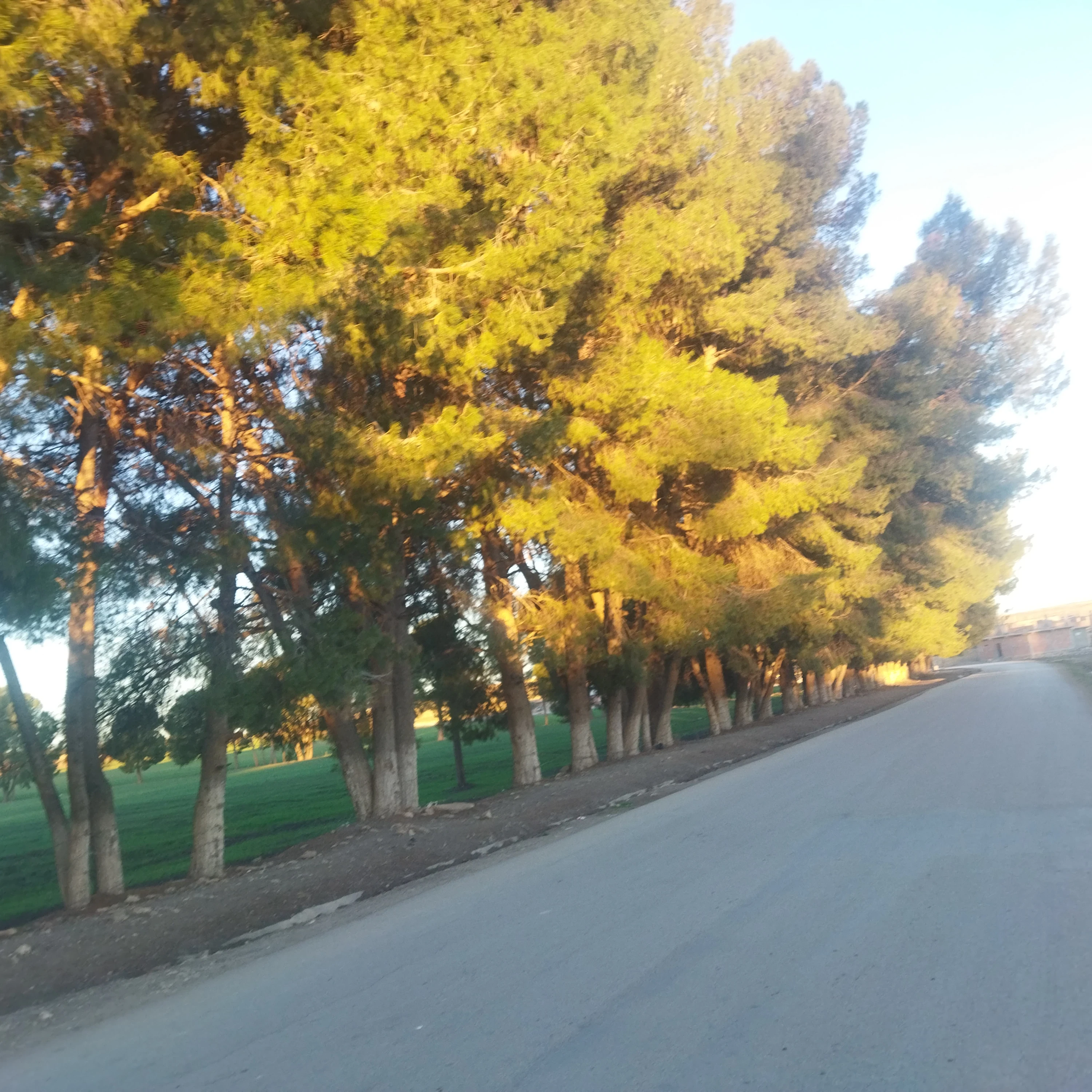 image about رياضة في اماكن خضراء 