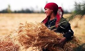 image about عن الريف المصري