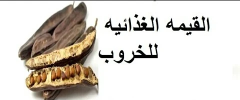 image about ثمره الخروب الغنيه بالفوائد الصحيه