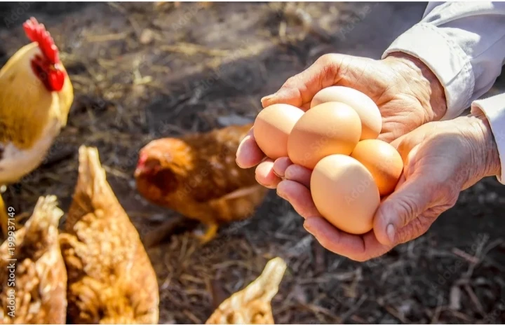 image about البيض: غذاء متكامل من الطبيعة بين الفائدة والاعتدال