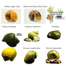 image about القواقع أهميتها وأضرارها في أحواض السمك aquarium snails