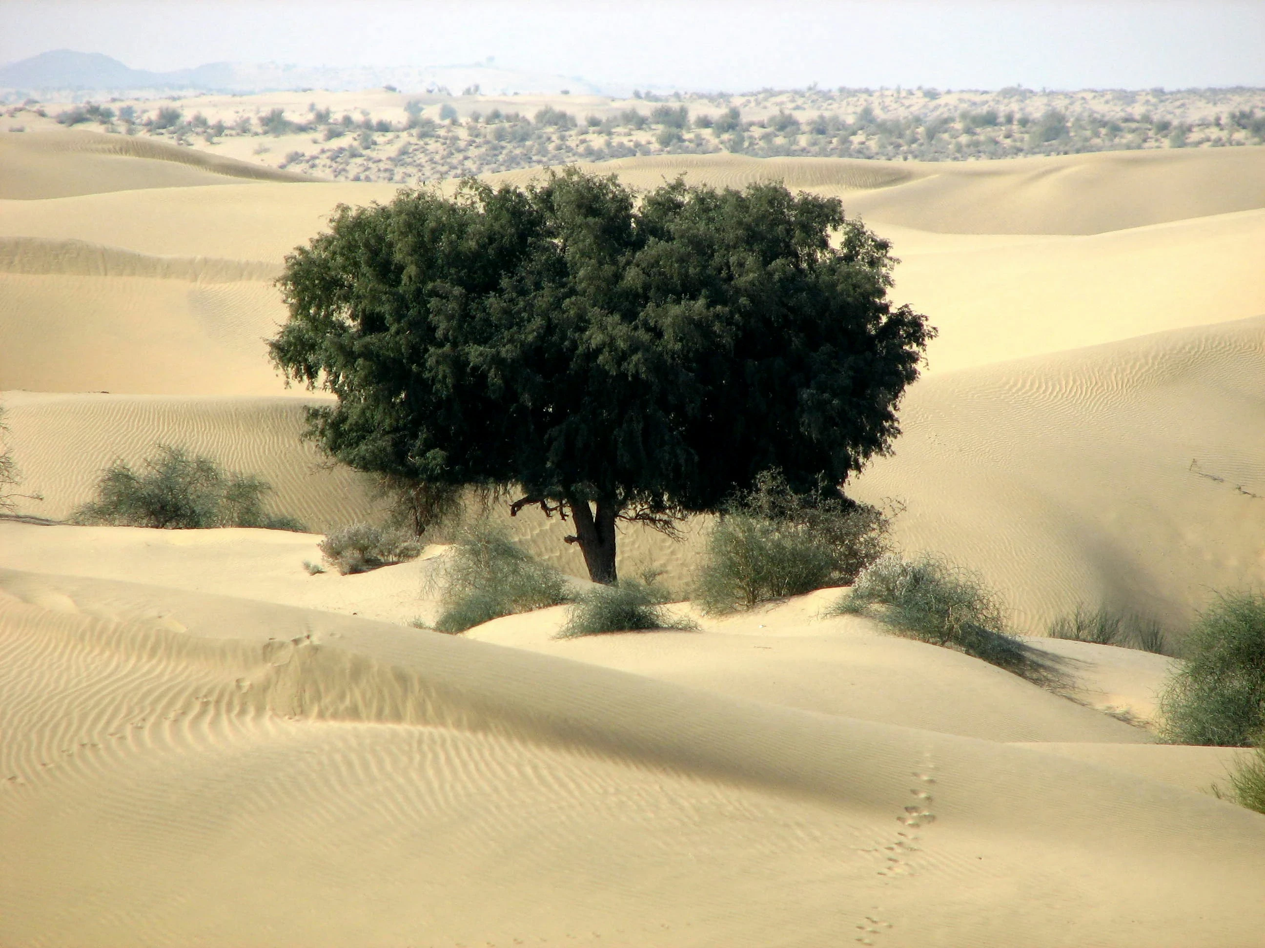 image about كنوز الأرض القديمة: استكشاف أهم 100 نبات شكّل الحضارات البشرية