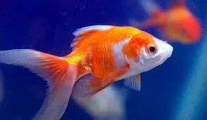 image about سمك الجولد Gold Fish من اروع اسماك الزينة
