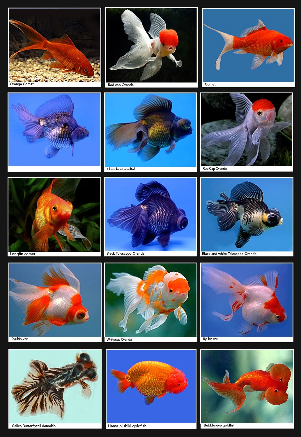 image about سمك الجولد Gold Fish من اروع اسماك الزينة