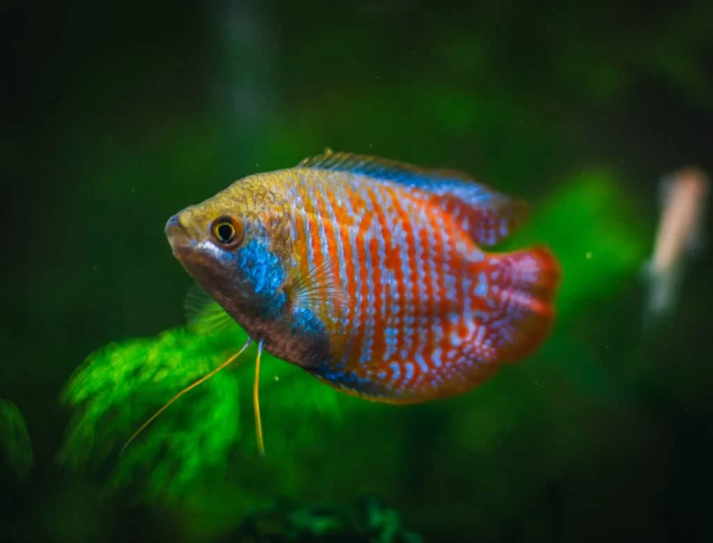 image about اسماك الزينة وكل شي عن اسماك الجرامي Gourami  fish 