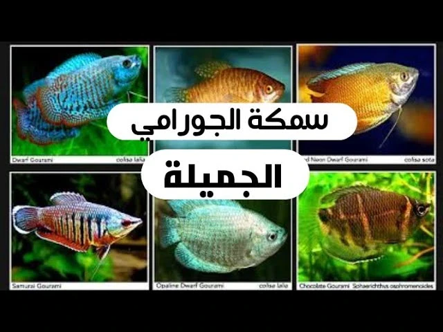 image about اسماك الزينة وكل شي عن اسماك الجرامي Gourami  fish 