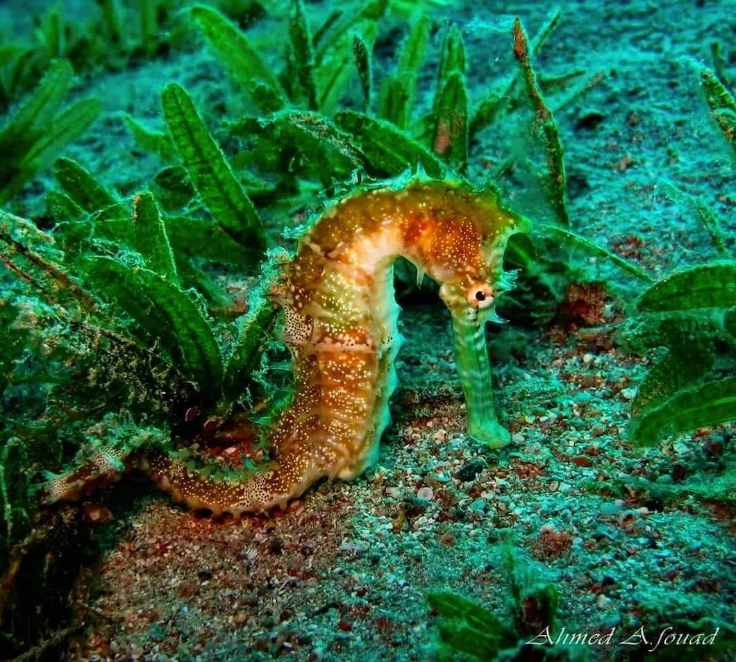 image about حصان البحر المصري: جوهرة البحر الأحمر Egyptian seahorse