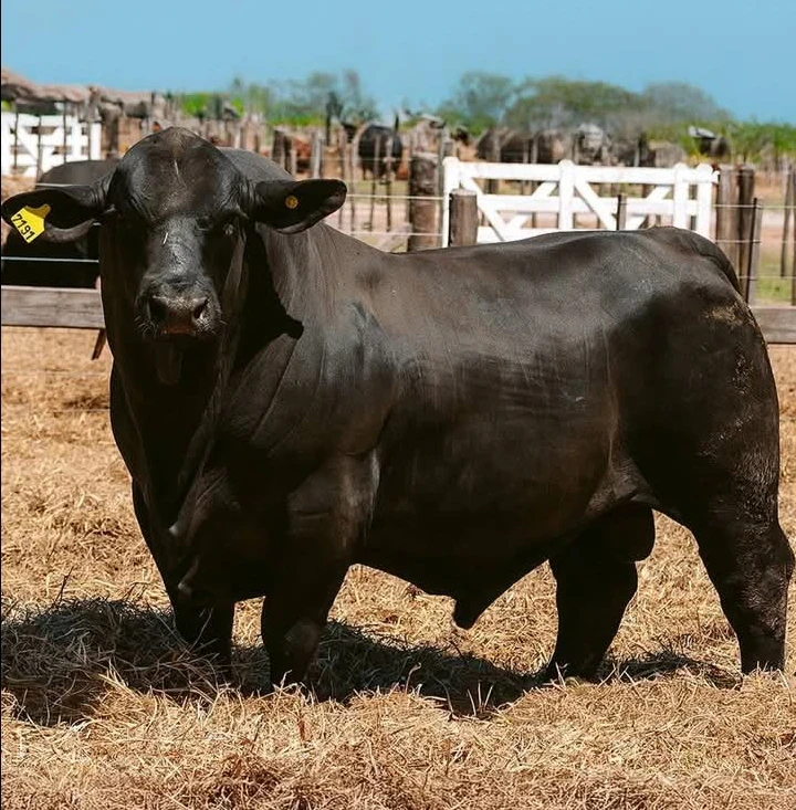 image about ما هي الأبقار الانجوس وما هو لحم الأنجوس و بلاك انجوس ؟؟ وهل هي لحوم طبييه ؟؟