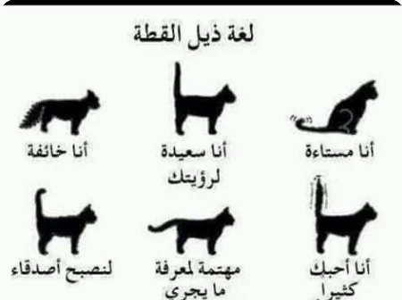 image about  دليل شامل لتربية القطط في المنزل والاهتمام بها كالأم الحنون